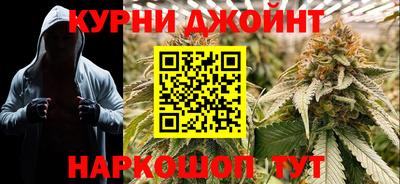 сатива Новозыбков