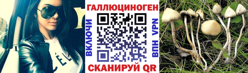 купить  сайты  Балтийск  Галлюциногенные грибы GOLDEN TEACHER 